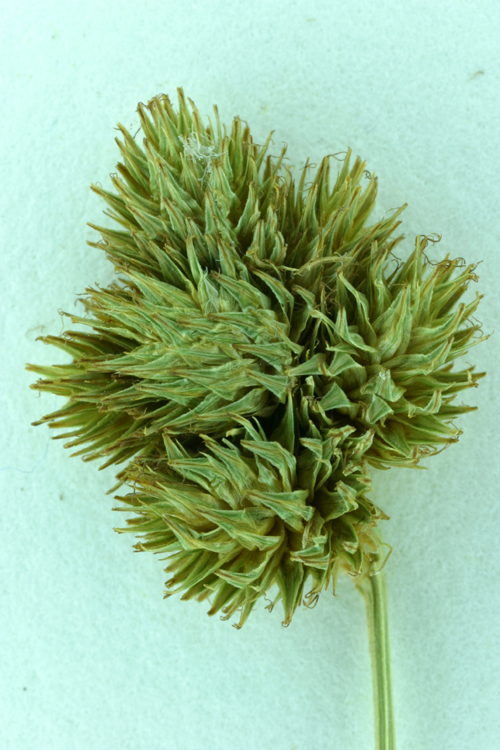 Carex scoparia var. scoparia