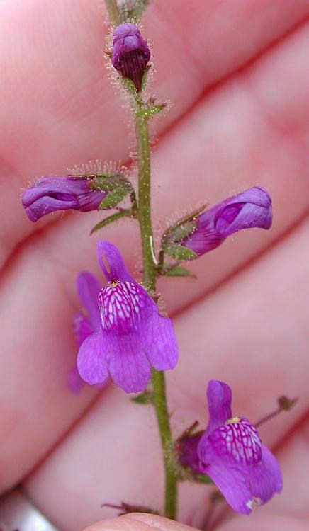 Antirrhinum nuttallianum ssp. subsessile