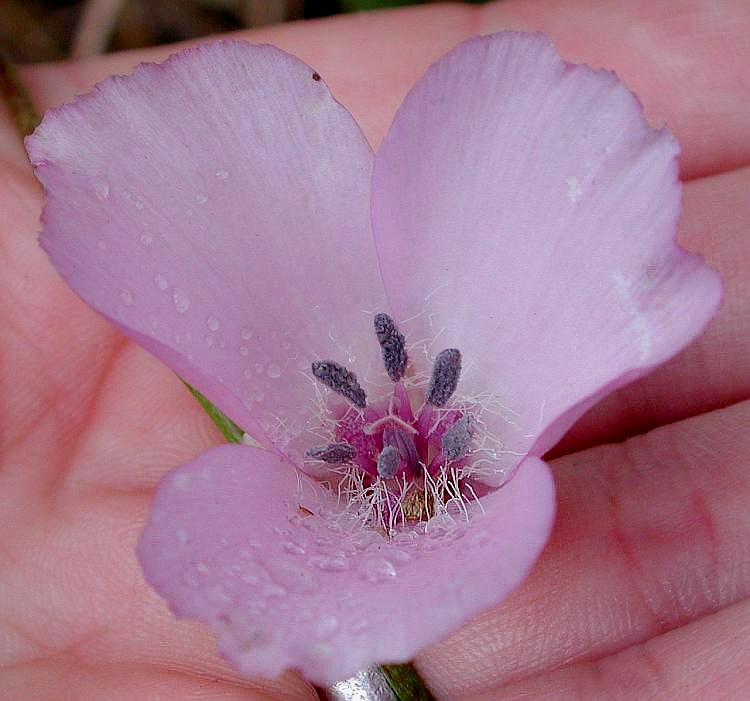 Calochortus splendens Calochortus splendens