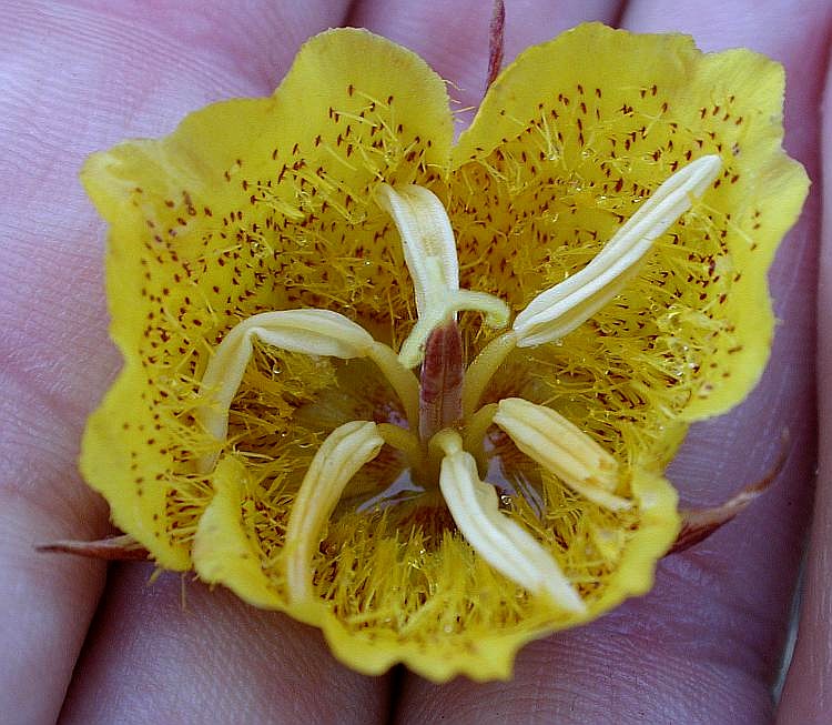 Calochortus weedii var. weedii Calochortus weedii var. weedii