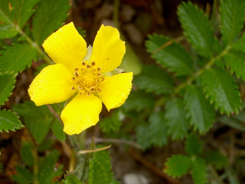 Potentilla anserina ssp. pacifica Potentilla anserina ssp. pacifica