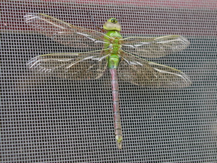 Anax junius