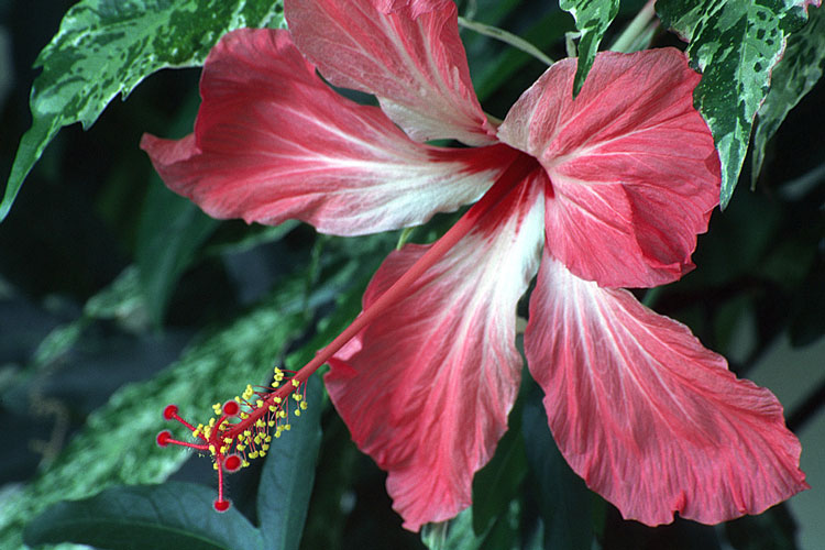 Hibiscus rosa-sinensis