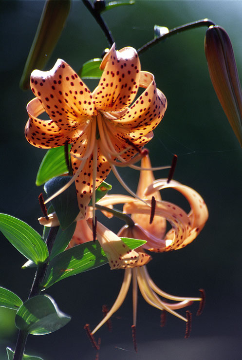 Lilium lancifolium