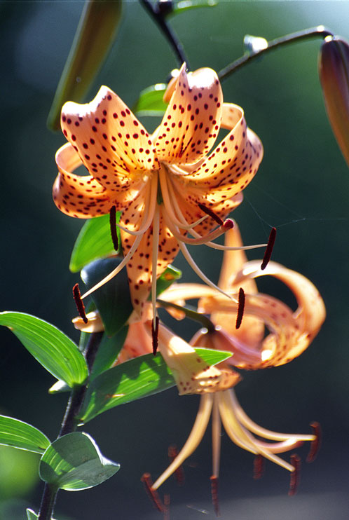 Lilium lancifolium