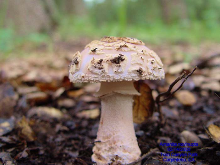Amanita novinupta Amanita novinupta