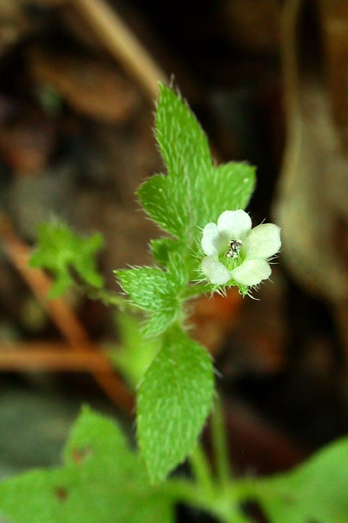 Nemophila parviflora var. austiniae