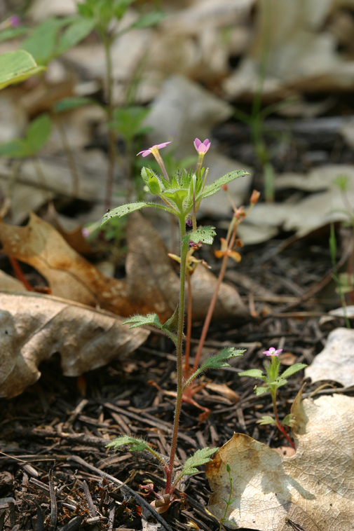 Collomia heterophylla