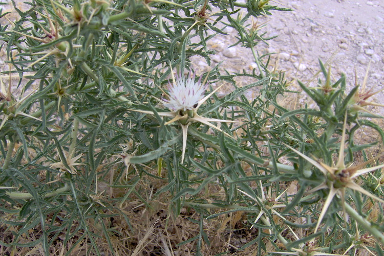 Centaurea calcitrapa Centaurea calcitrapa