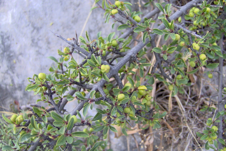 Rhamnus saxatilis