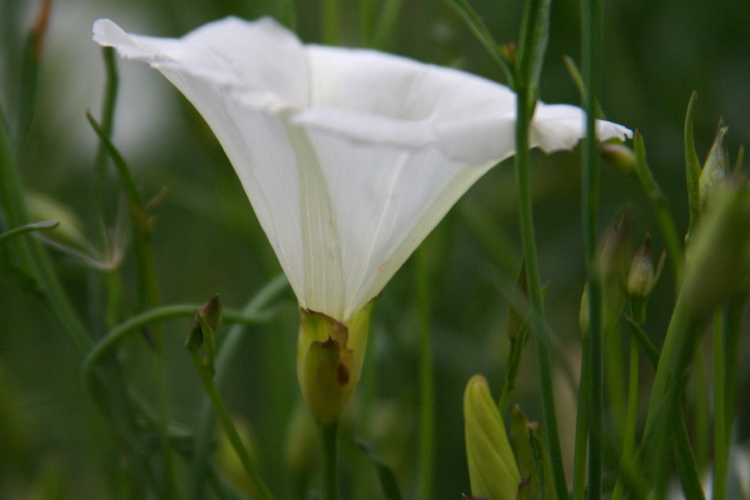 Calystegia longipes