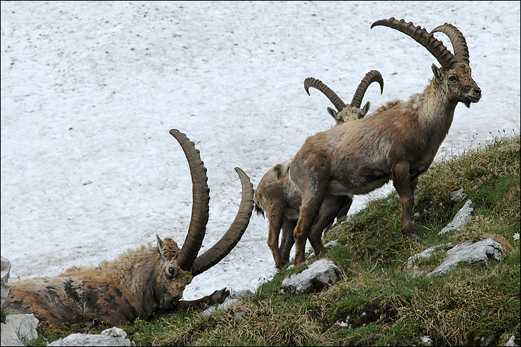 Capra ibex ibex
