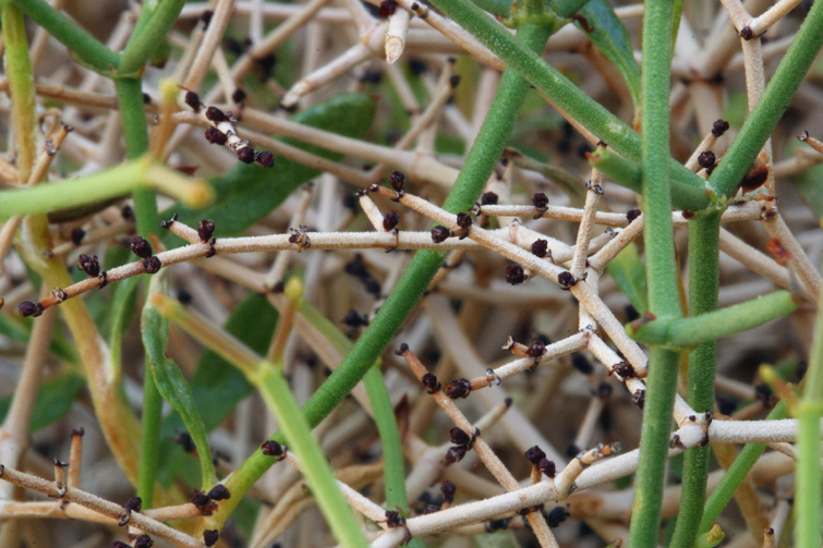 Eriogonum heermannii Eriogonum heermannii