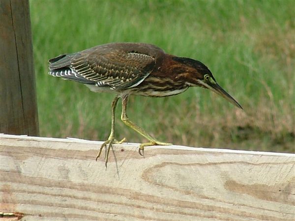 Butorides virescens Butorides virescens
