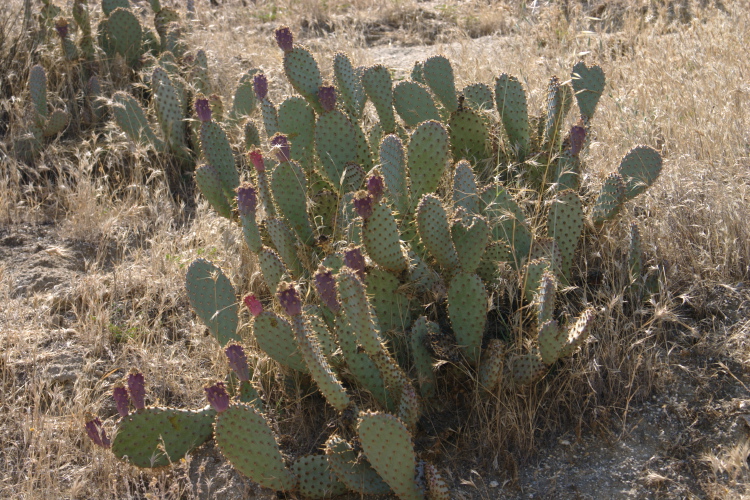 Opuntia basilaris var. treleasei