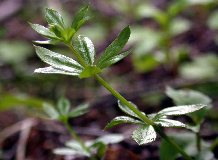 Galium triflorum