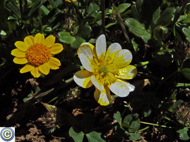 Ranunculus occidentalis