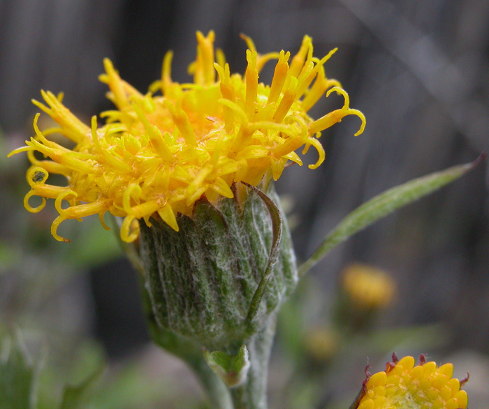 Cacaliopsis nardosmia Cacaliopsis nardosmia
