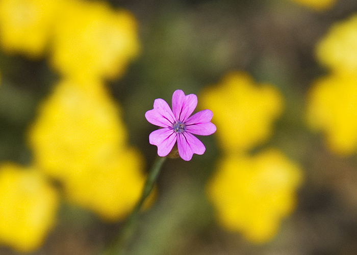 Erinus alpinus