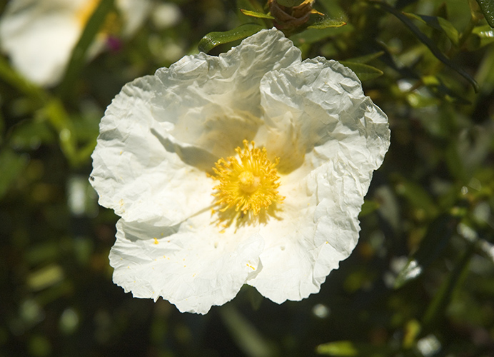 Cistus laurifolius Cistus laurifolius