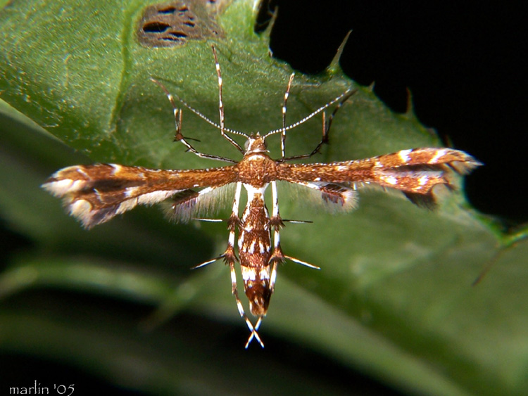 Geina tenuidactyla