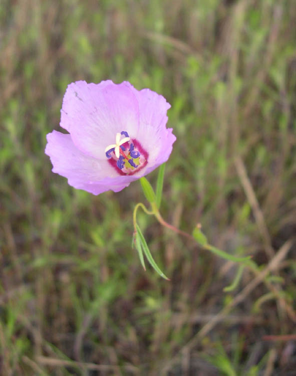 Clarkia arcuata Clarkia arcuata
