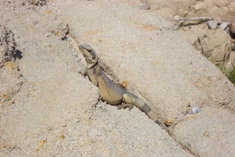 Sauromalus ater Sauromalus ater