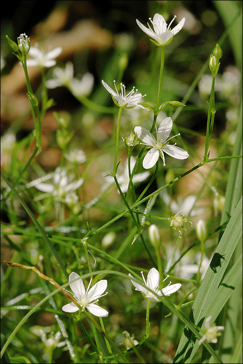 Moehringia muscosa