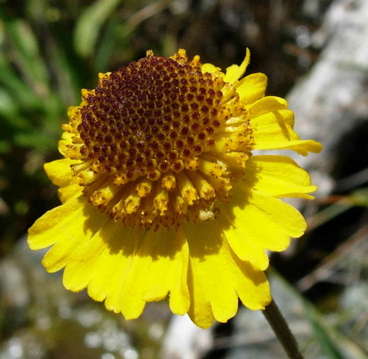 Helenium bigelovii Helenium bigelovii