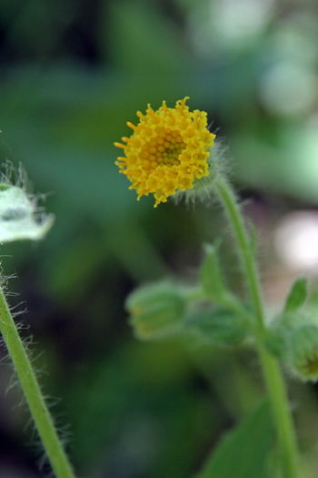 Arnica discoidea