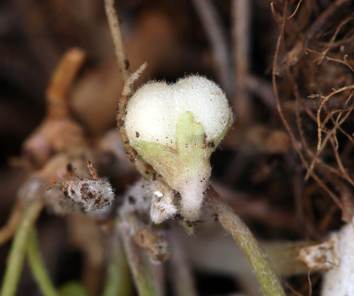 Dichondra occidentalis Dichondra occidentalis