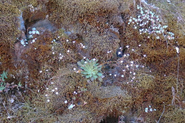 Lewisia cantelovii