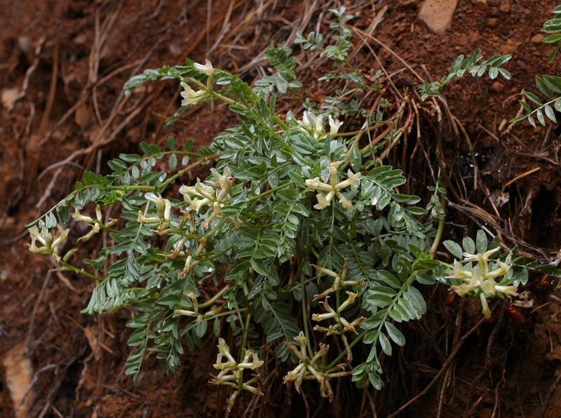 Astragalus webberi