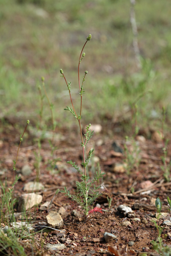Poteridium annuum Poteridium annuum