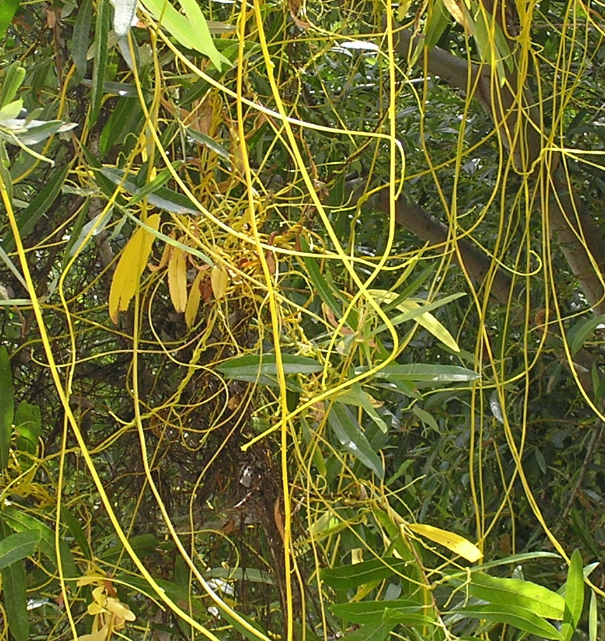 Cuscuta japonica