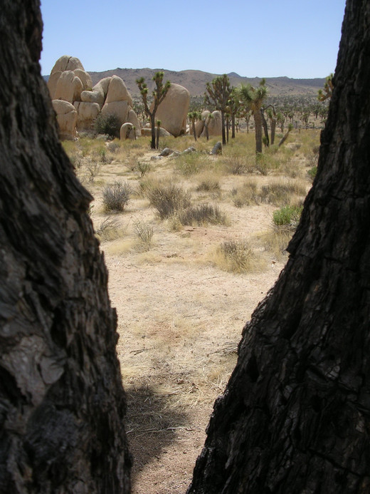 Joshua Trees Joshua Trees
