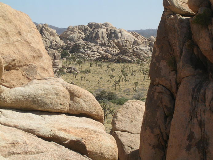 Joshua Tree View Joshua Tree View