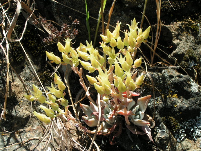 Dudleya cymosa ssp. paniculata