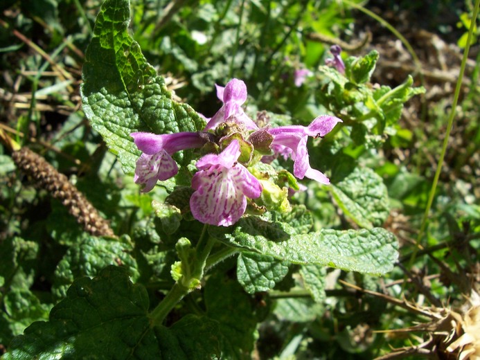 Stachys bullata