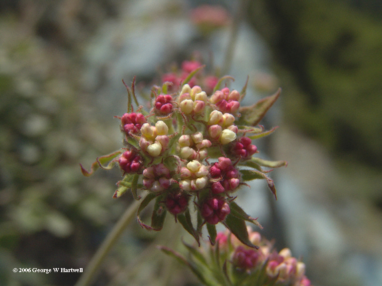 Eriogonum ursinum Eriogonum ursinum