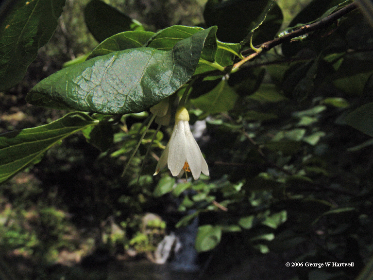 Styrax redivivus Styrax redivivus