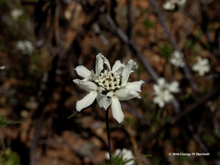 Calycadenia oppositifolia Calycadenia oppositifolia