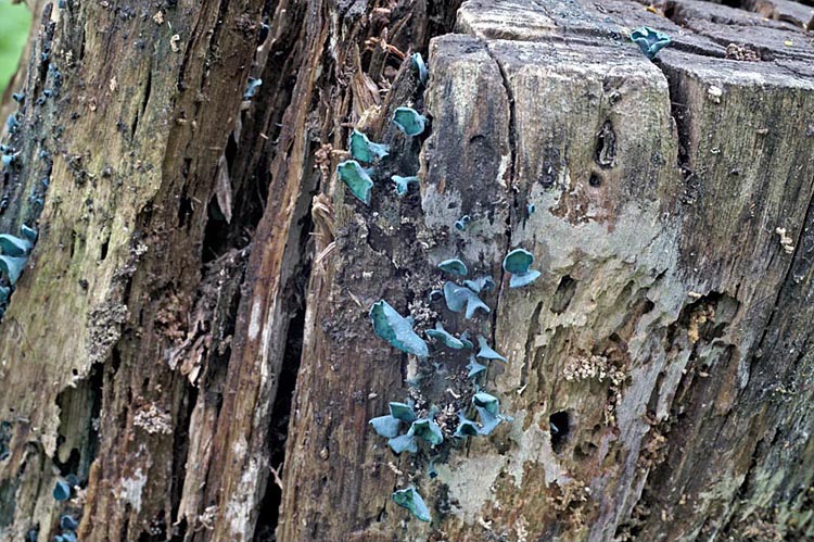 Chlorociboria aeruginascens