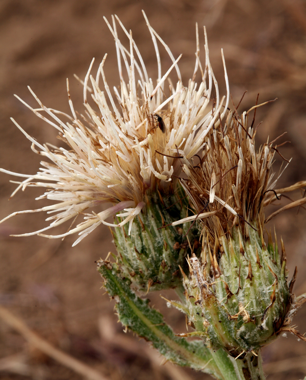 Cirsium cymosum