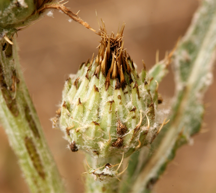 Cirsium cymosum