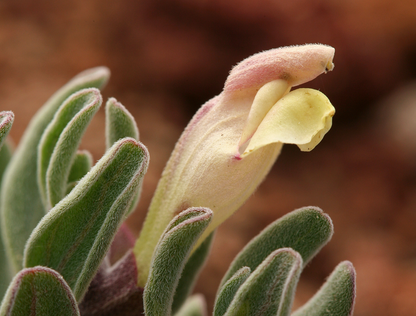 Scutellaria holmgreniorum