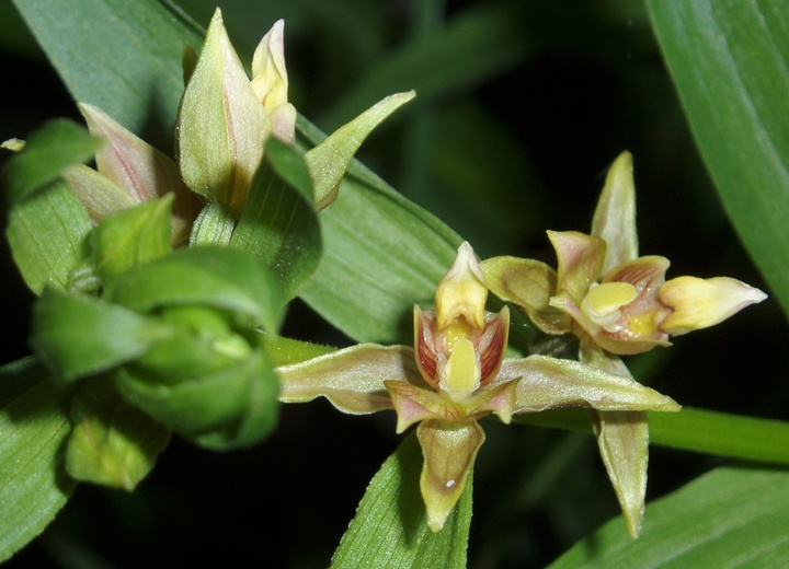 Epipactis gigantea Epipactis gigantea