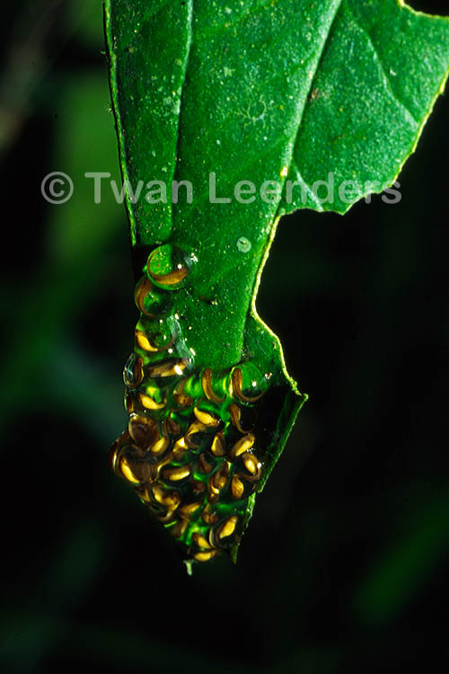 Dendropsophus ebraccatus Dendropsophus ebraccatus