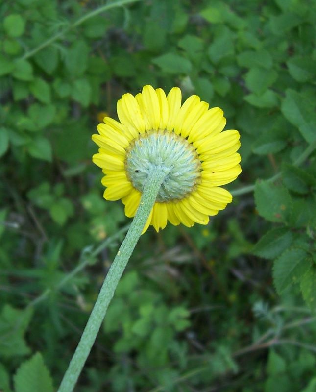 Cota tinctoria