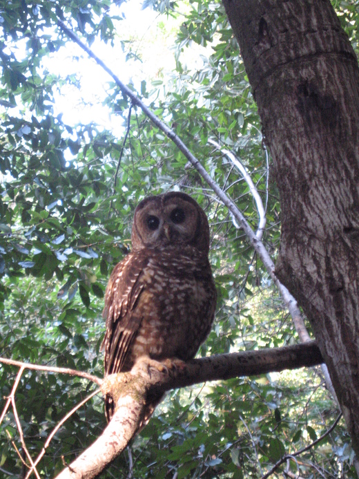 Strix occidentalis caurina Strix occidentalis caurina